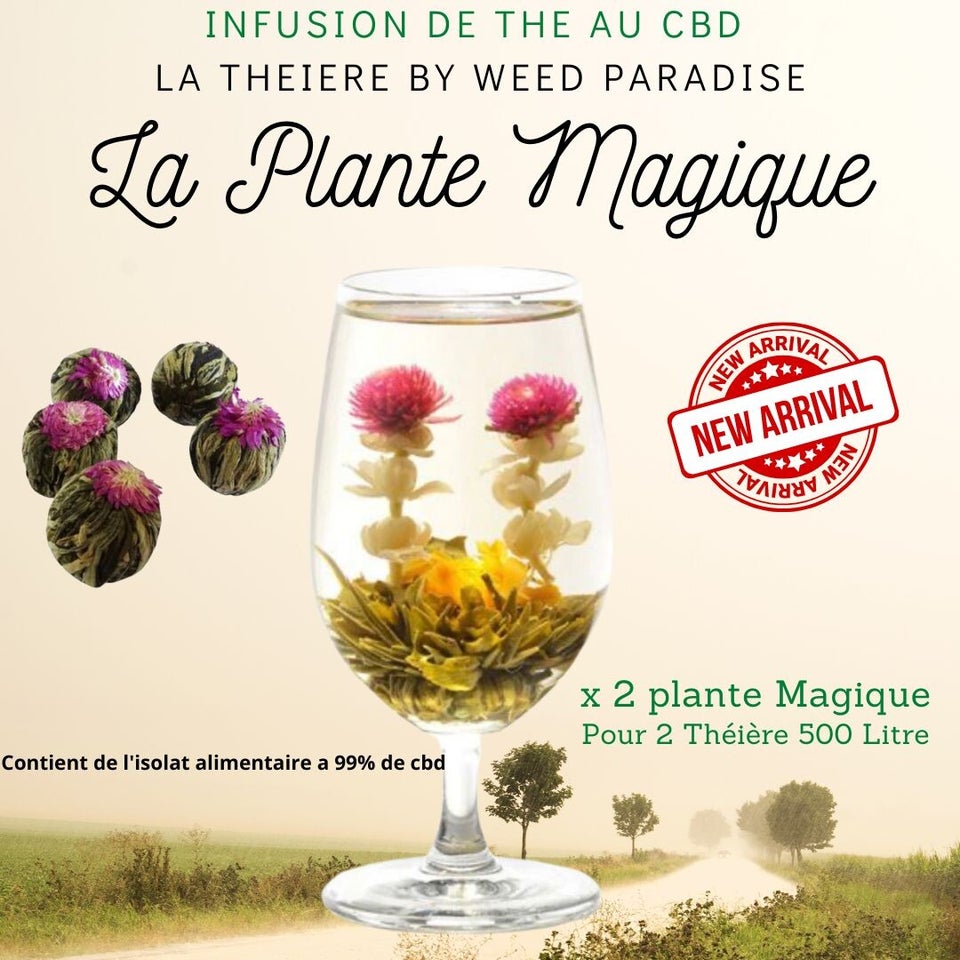 La plante Magique ! Par Weed Paradise (Inédit)